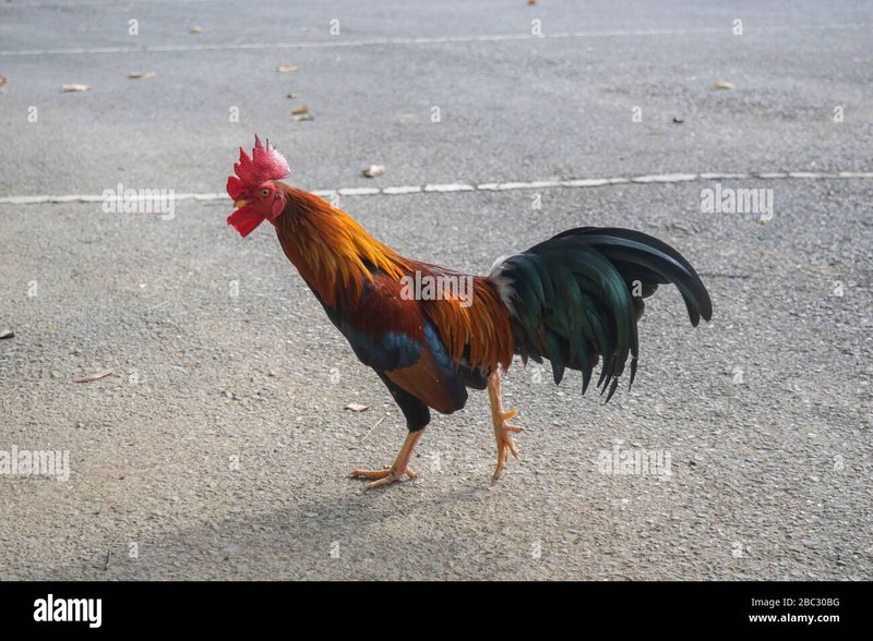 Tutto sul Chicken Road: Demo, Casino Online e Gioco Originale in Italia