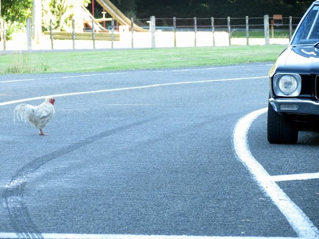Image: Descubre el misterioso juego de azar de la carretera del pollo en España