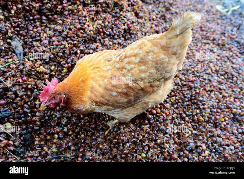 Introduction to chicken road españa