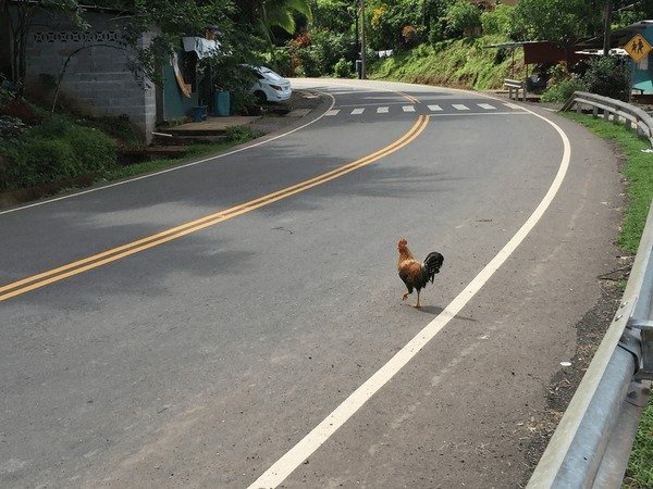 Descubre la emoción de Chicken Road en España: Conoce el juego, chicken road